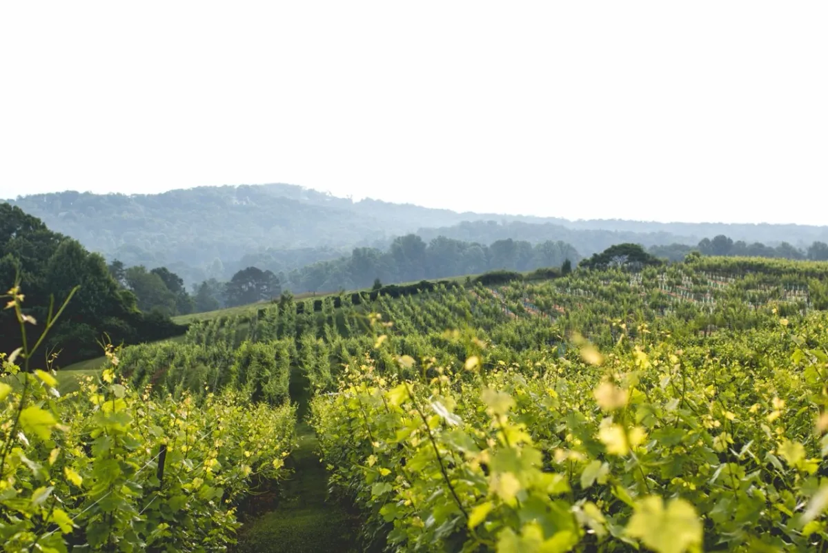 Rows of grapevines at Kaya Vineyards with the Blue Ridge hills behind